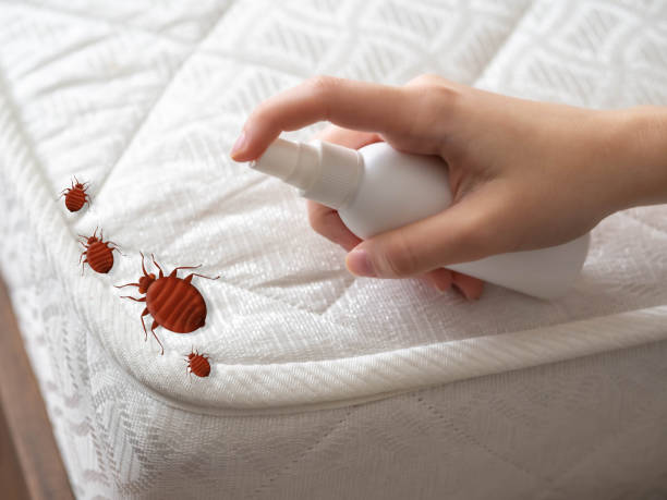 Best Wasp Removal Services  in Hutchison, VA
