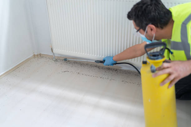 Wasp Removal Services in Hutchison, VA