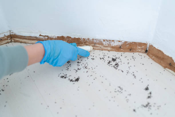 Best Bed Bug Extermination  in Hutchison, VA